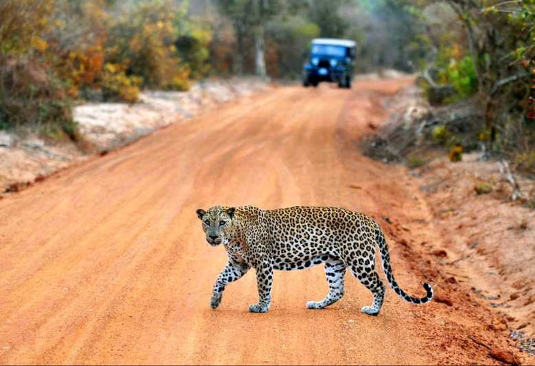 Safari from Beruwala