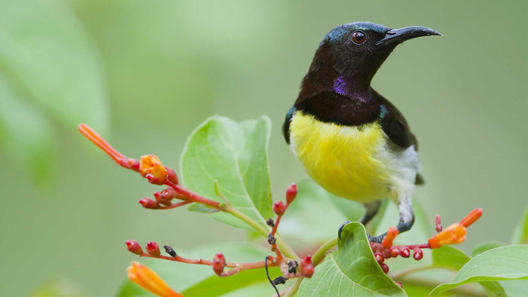 Birdwatching from Kandy