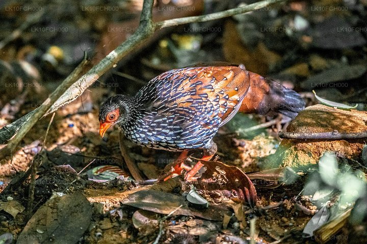 Endemic and Migrating Birdwatching Tour (15 Days)