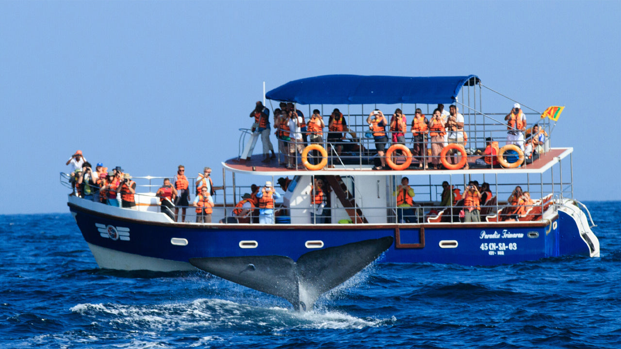 Shared Whale Watching Tour from Galle (8 Persons)