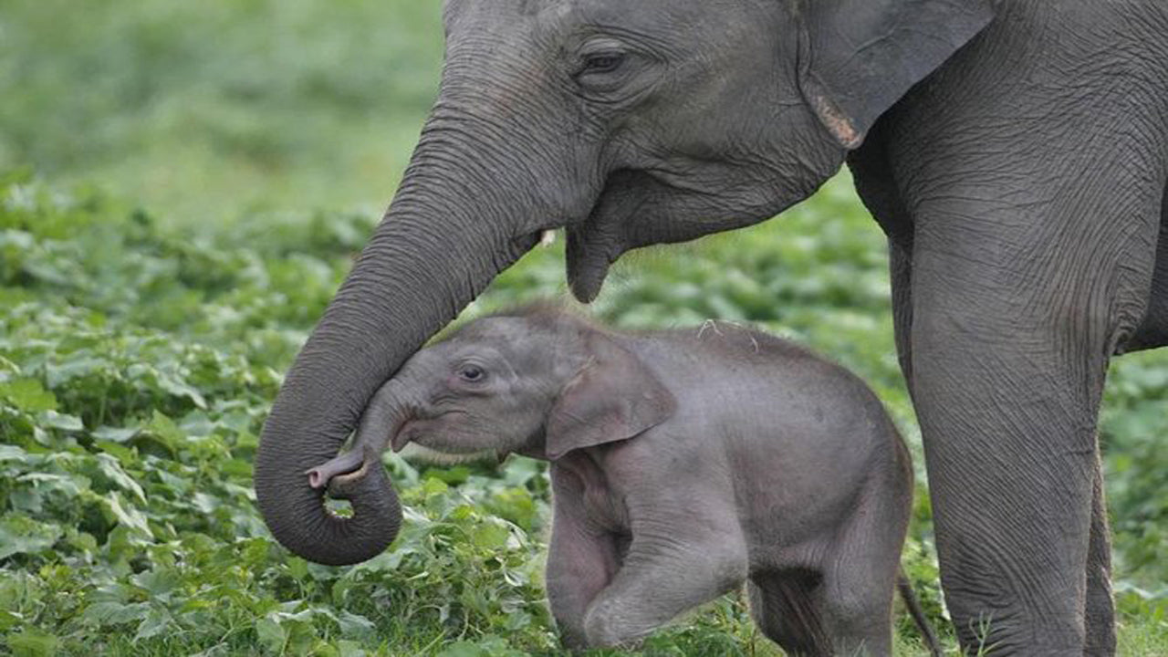 Udawalawe National Park Safari with Elephant Transit Home Visit