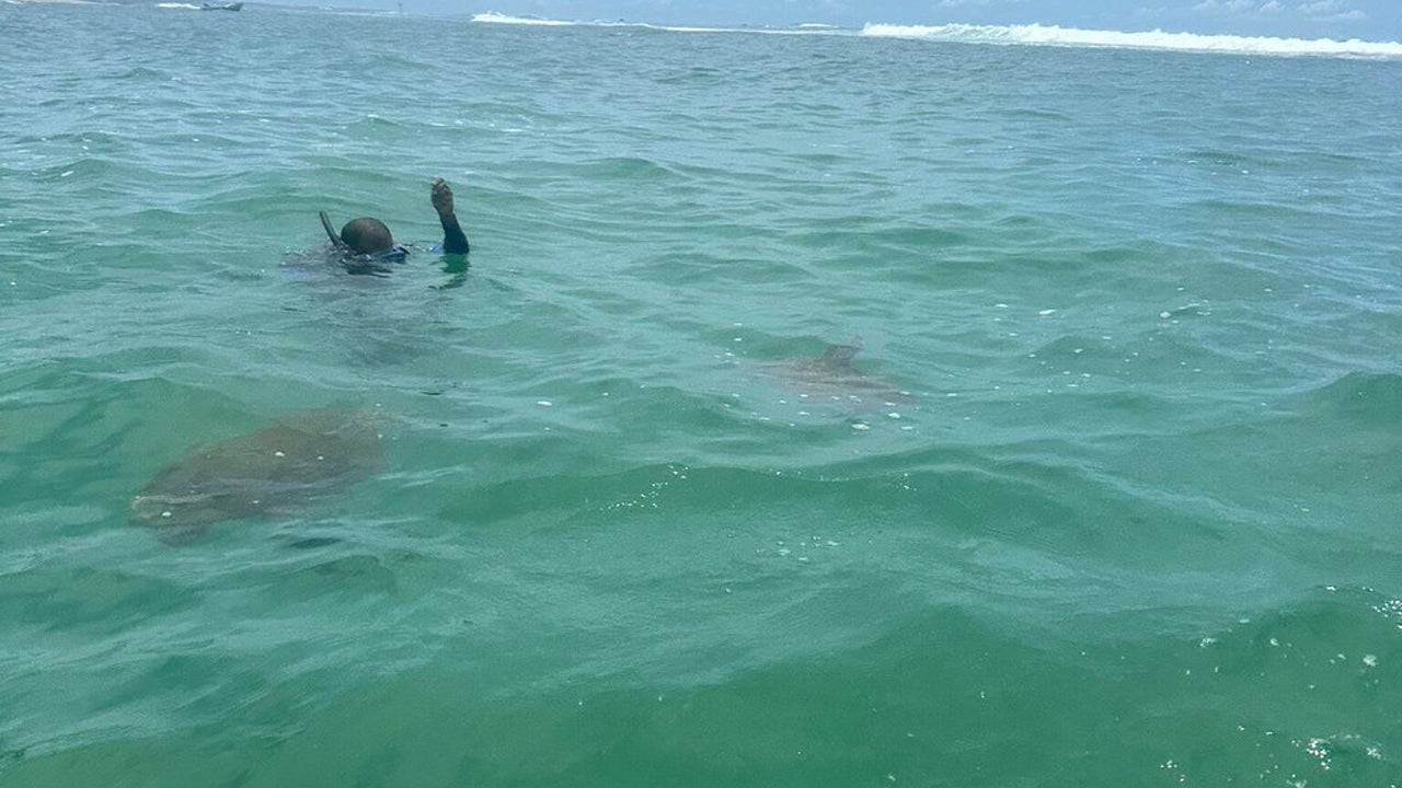 Snorkeling with Turtles From Mirissa