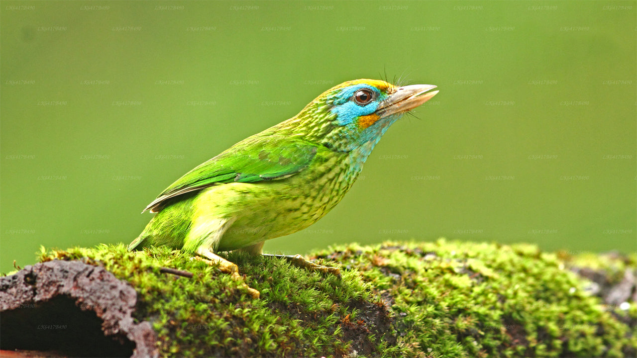 Sinharaja Rain Forest Bird Watching Tour