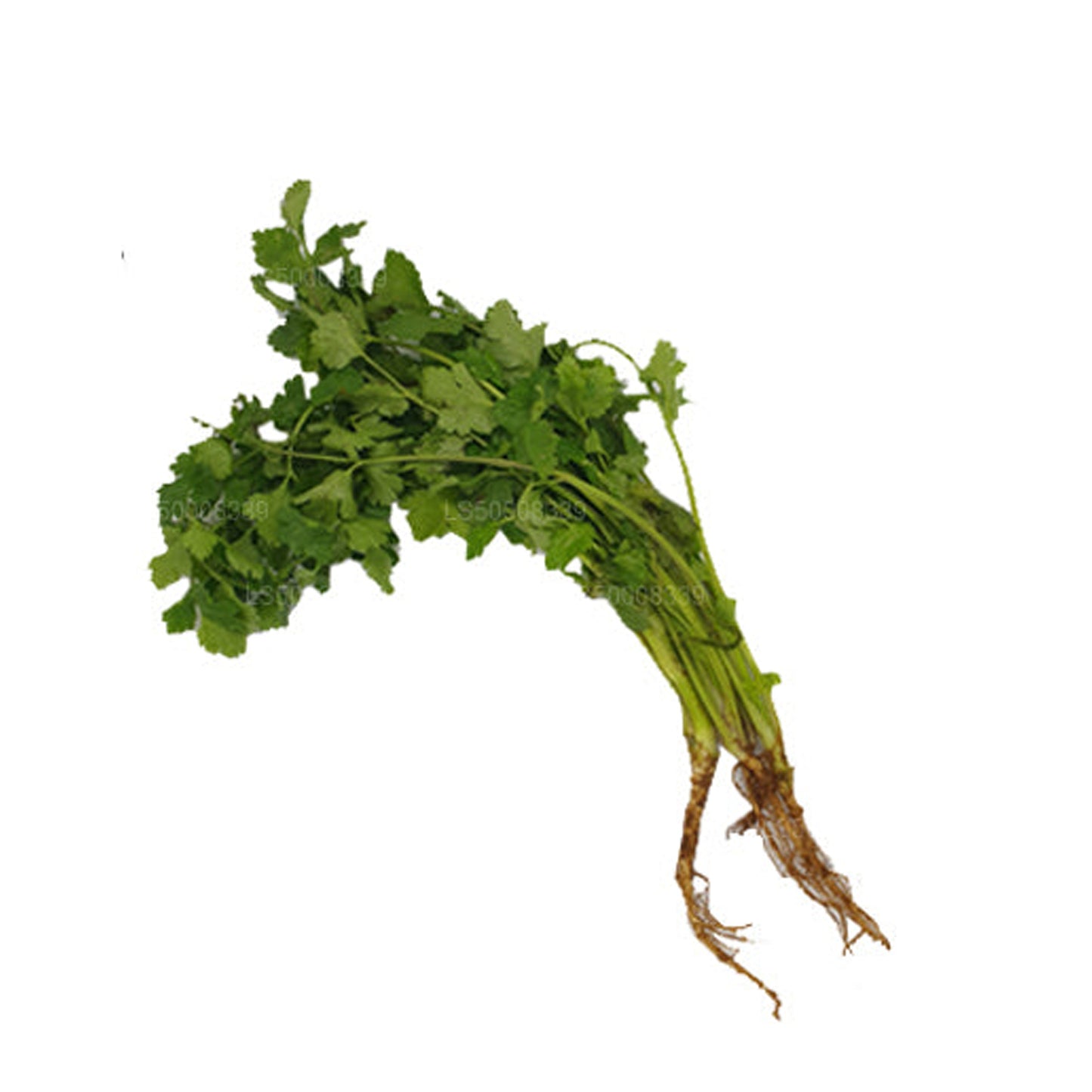 Coriander Leaves (කොත්තමල්ලි කොළ) (100g)