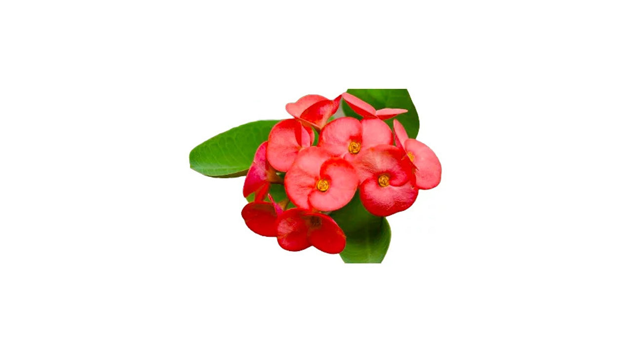 Euphorbia (ඉයුෆෝබියා) Flower and Exotic Plant