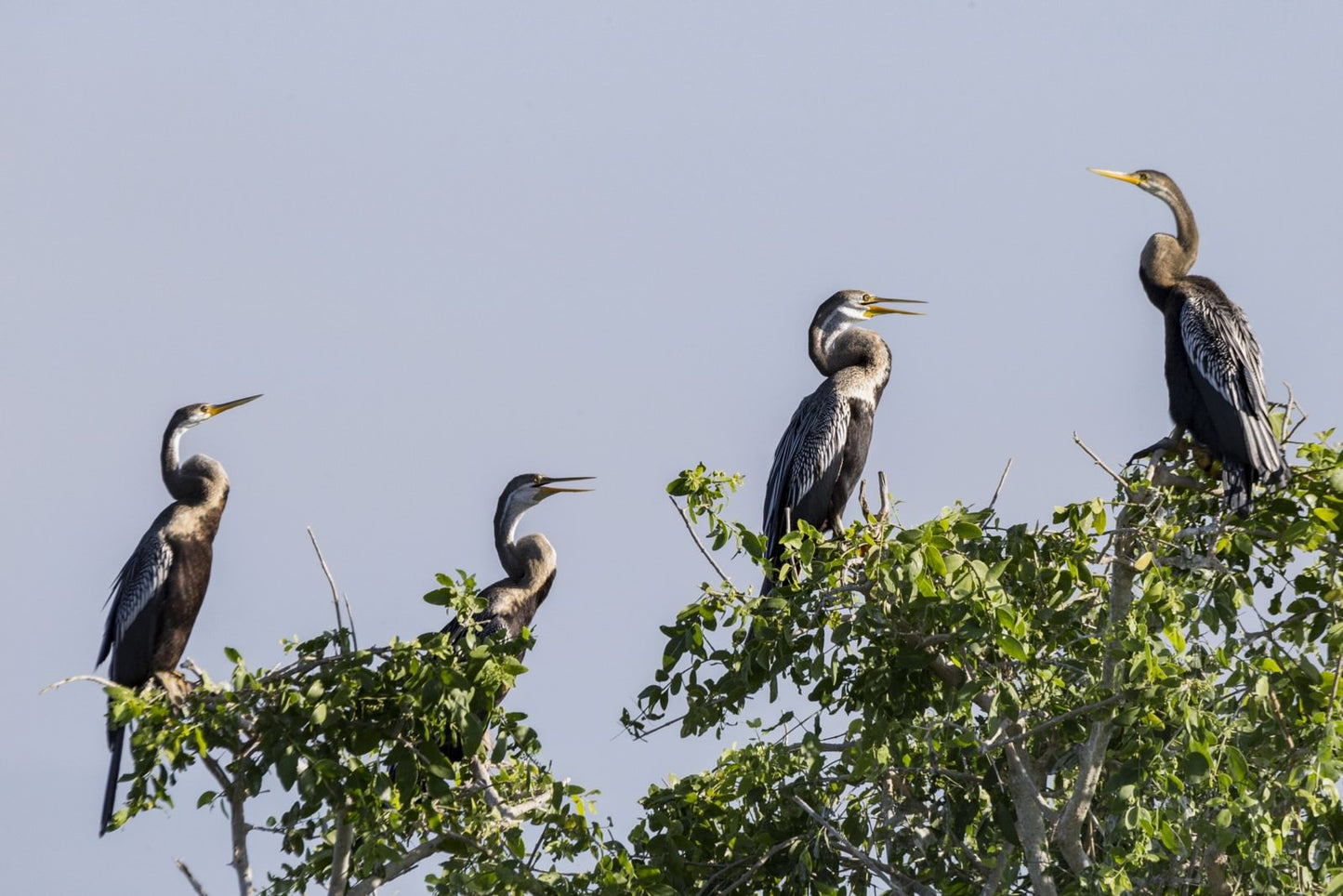 Wild Wonders and Hidden Temples from Hikkaduwa (2 Days)