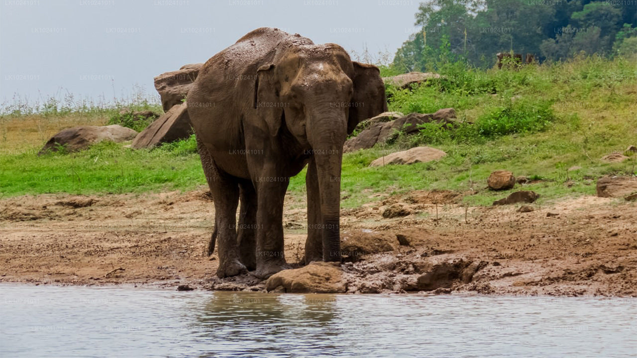 Udawalawe from Hikkaduwa (2 Days)