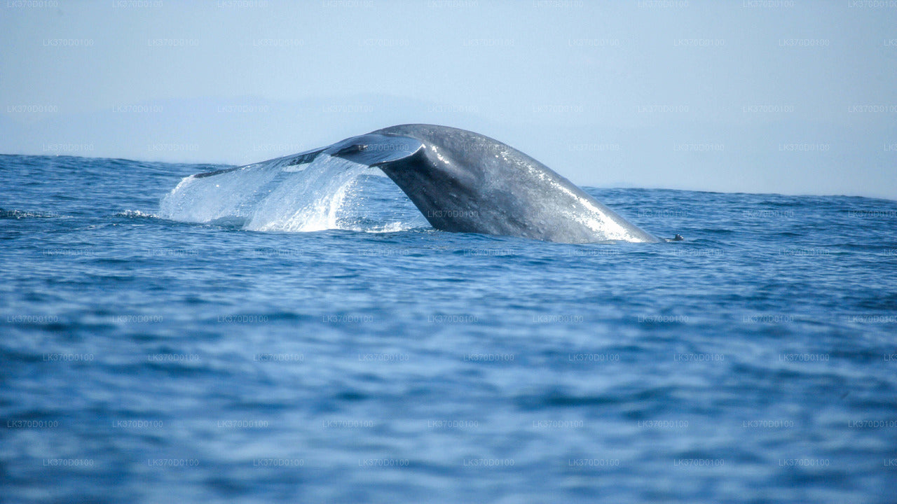 Whale Watching Shared Boat Tour from Bentota