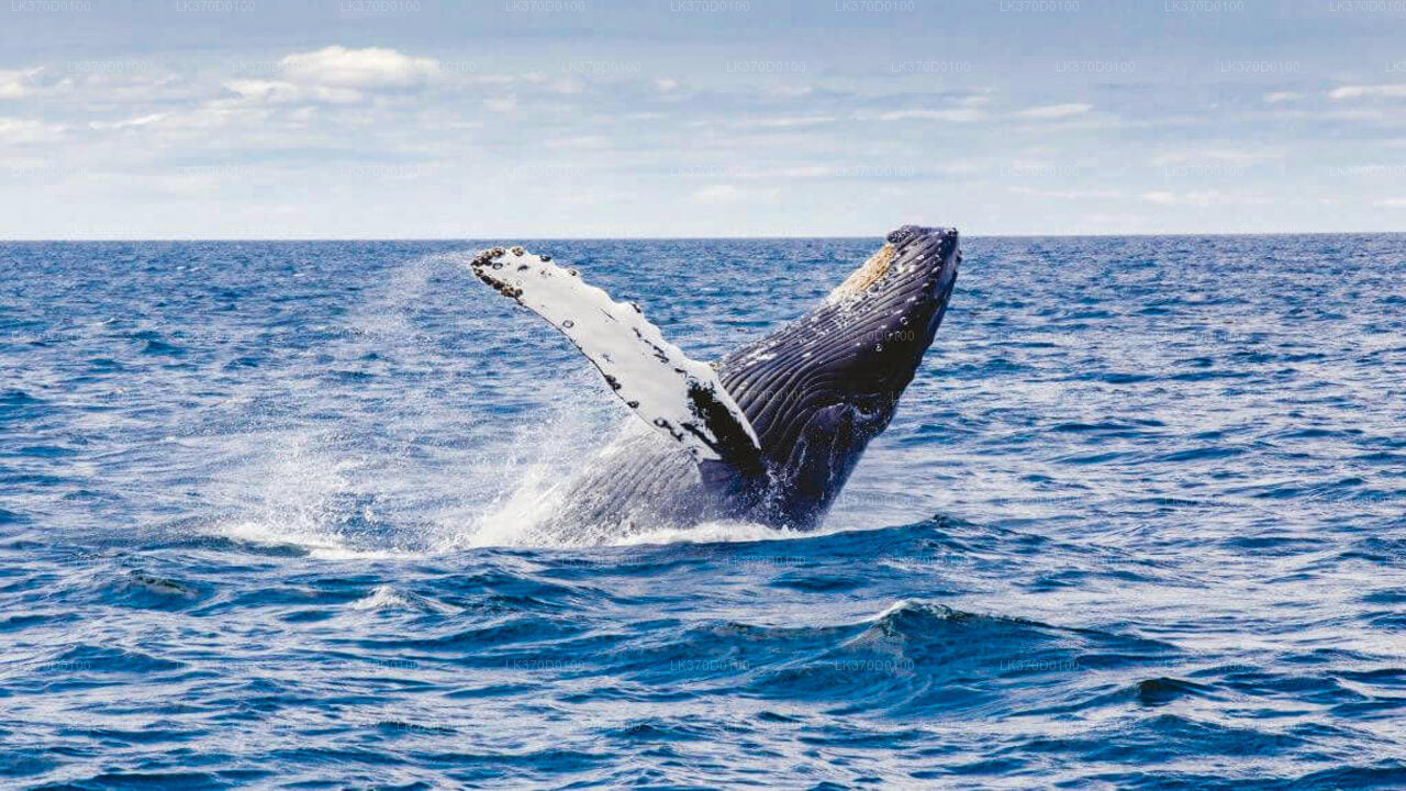 Whale Watching Shared Boat Tour from Bentota