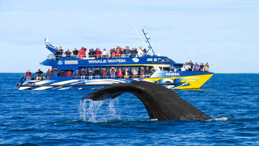 Whale Watching Boat Tour in Kalpitiya