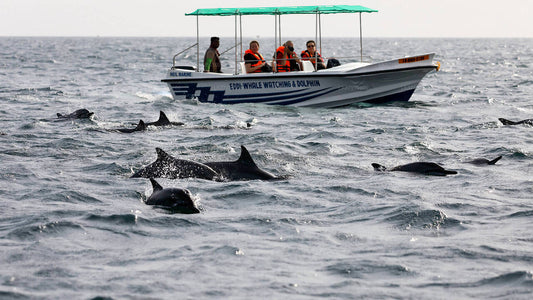 Whale Watching Boat Tour from Kalpitiya