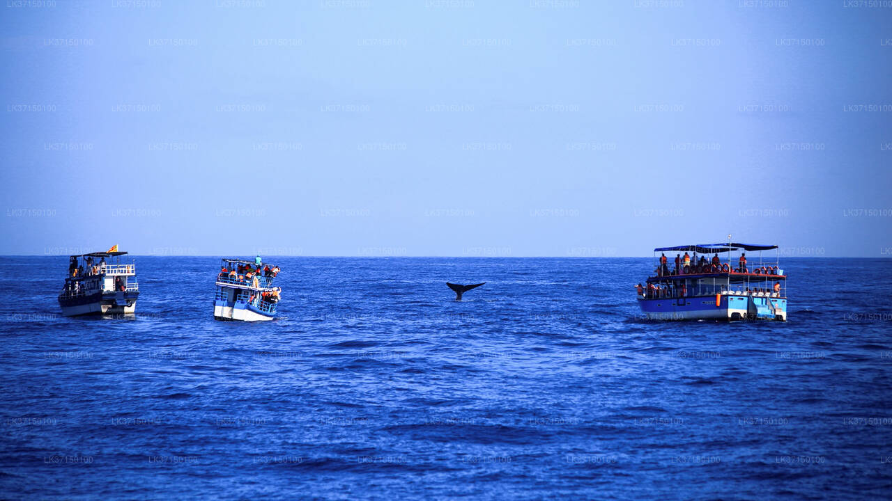 Whale Watching Boat Tour in Kalpitiya
