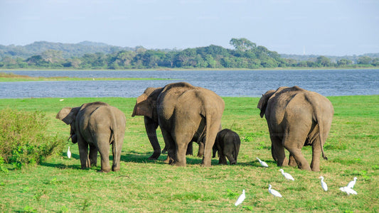 Minneriya National Park Safari from Sigiriya