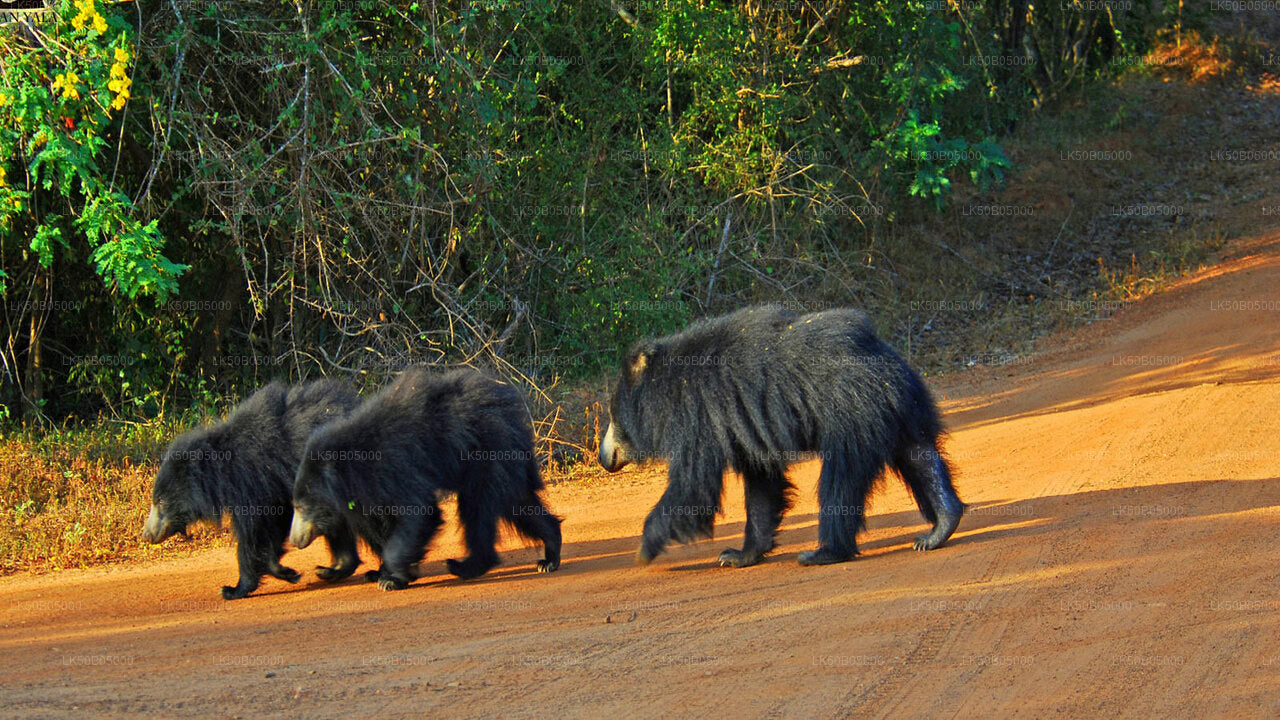 Minneriya National Park Safari from Sigiriya