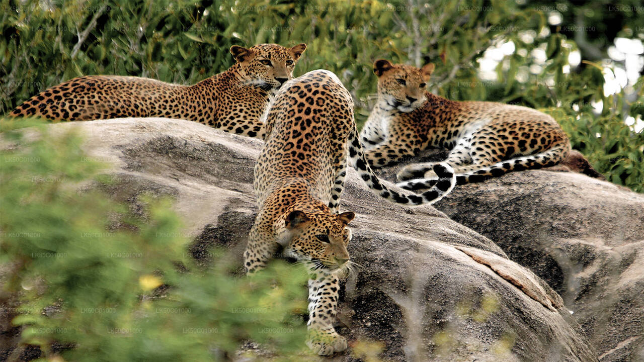 Yala National Park Private Safari