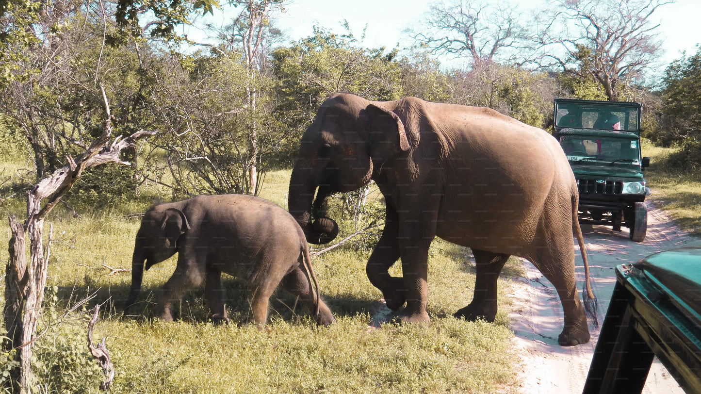 Yala National Park Private Safari