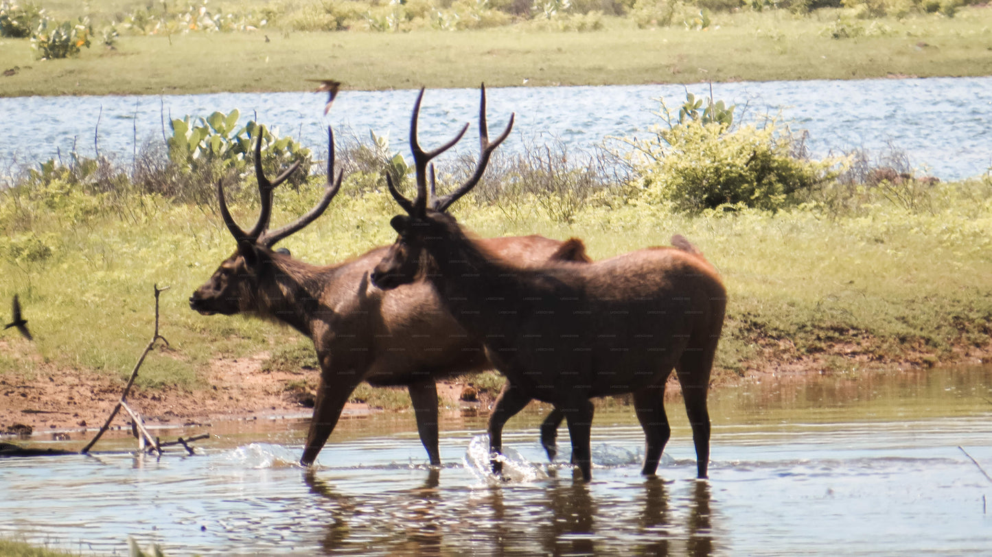 Yala National Park Private Safari