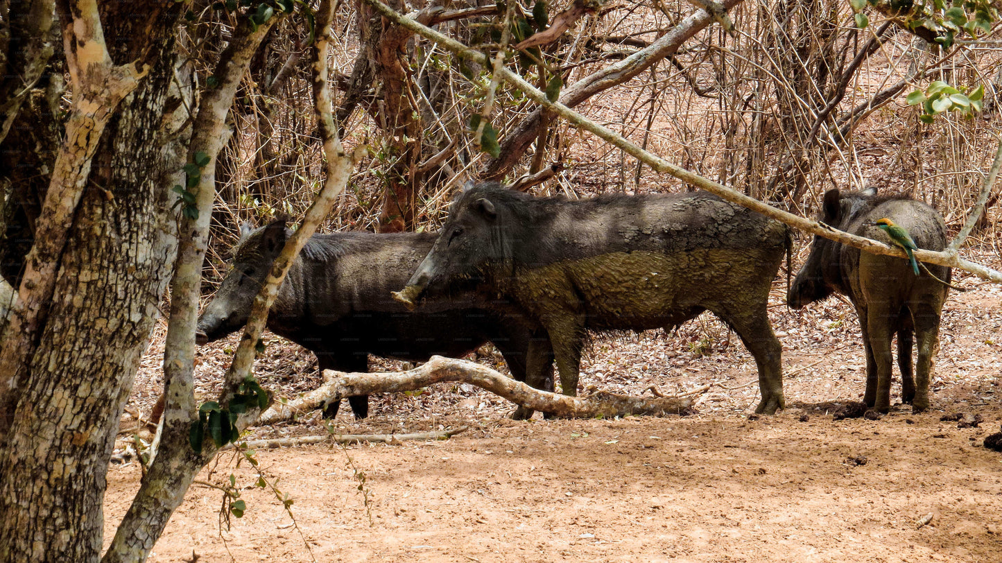 Yala National Park Private Safari