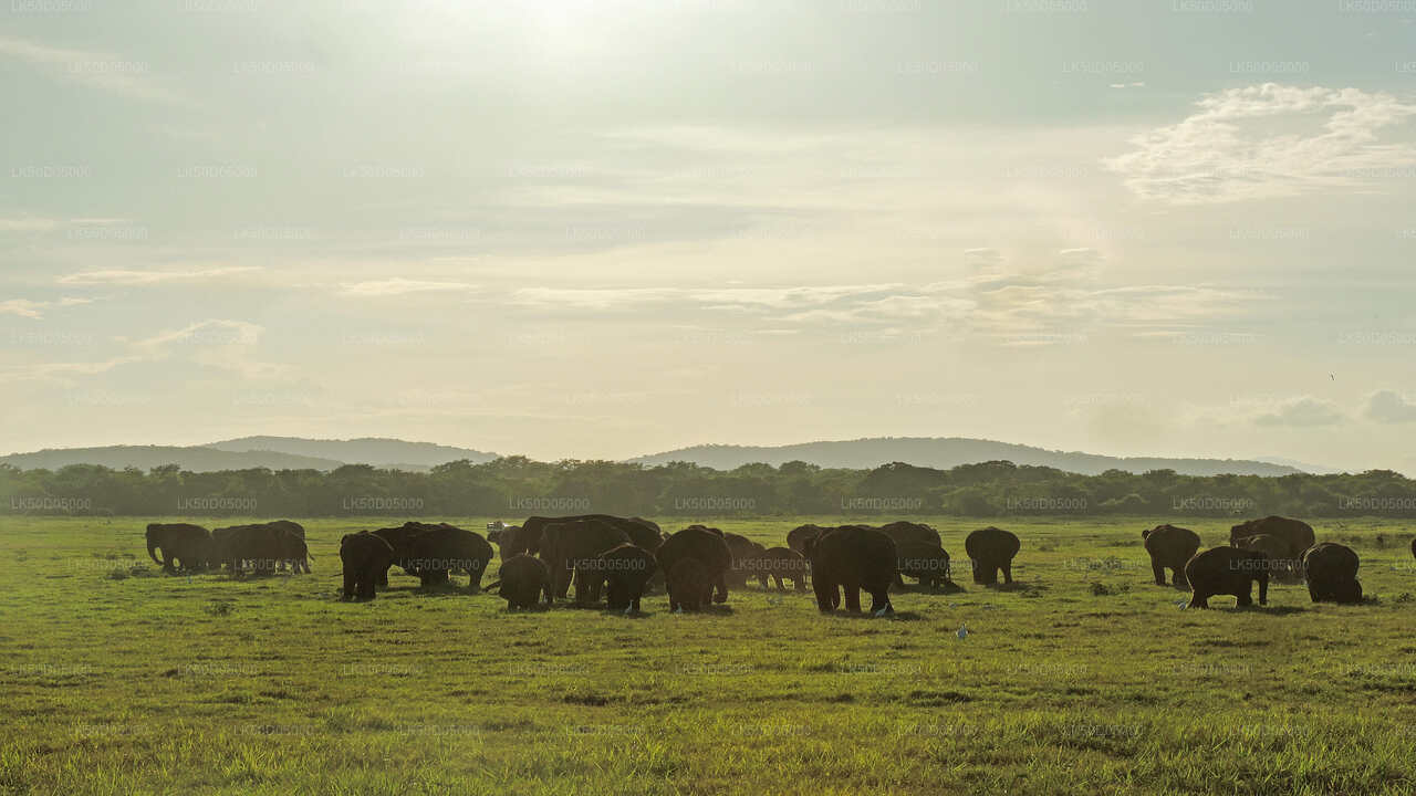 Kaudulla National Park Private Safari from Sigiriya