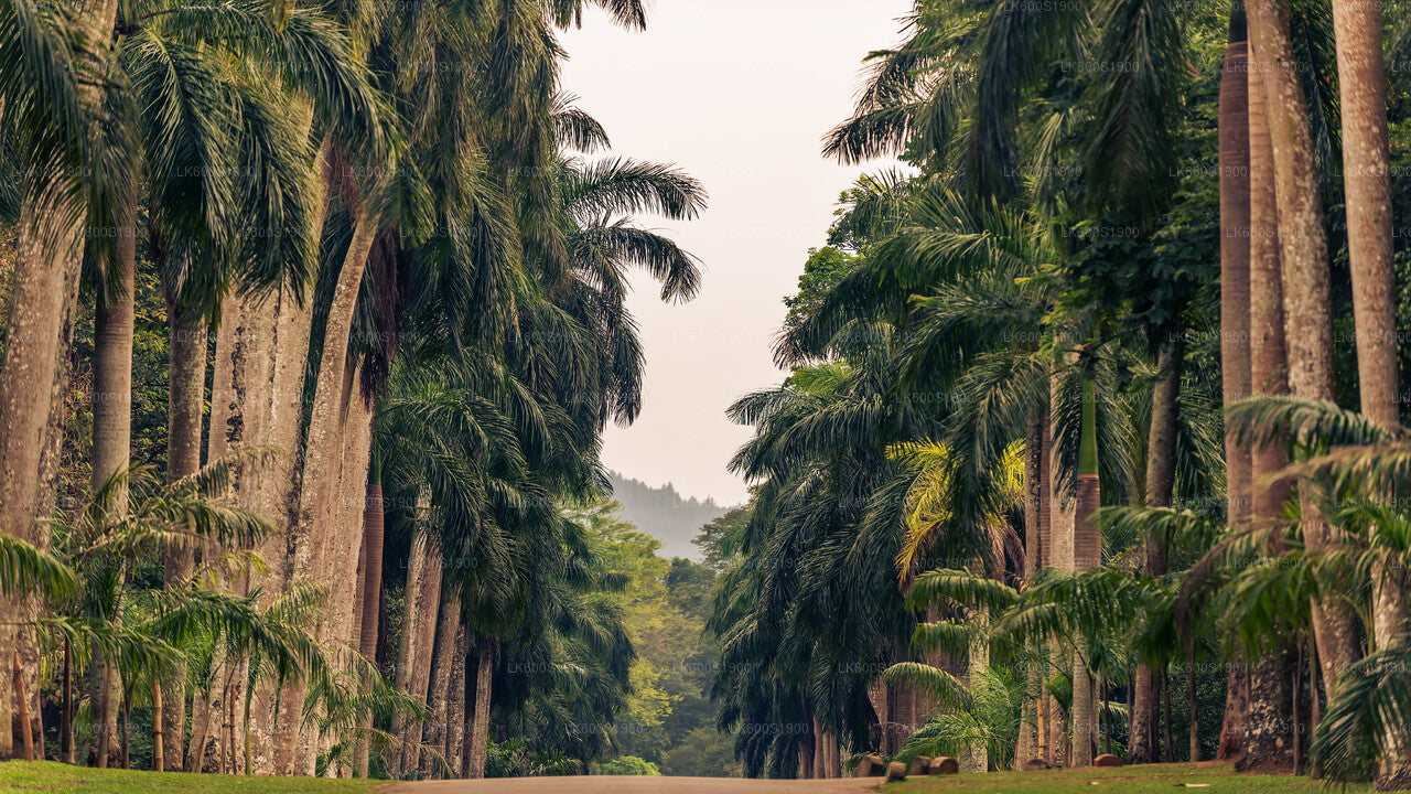 Kandy City Tour from Habarana