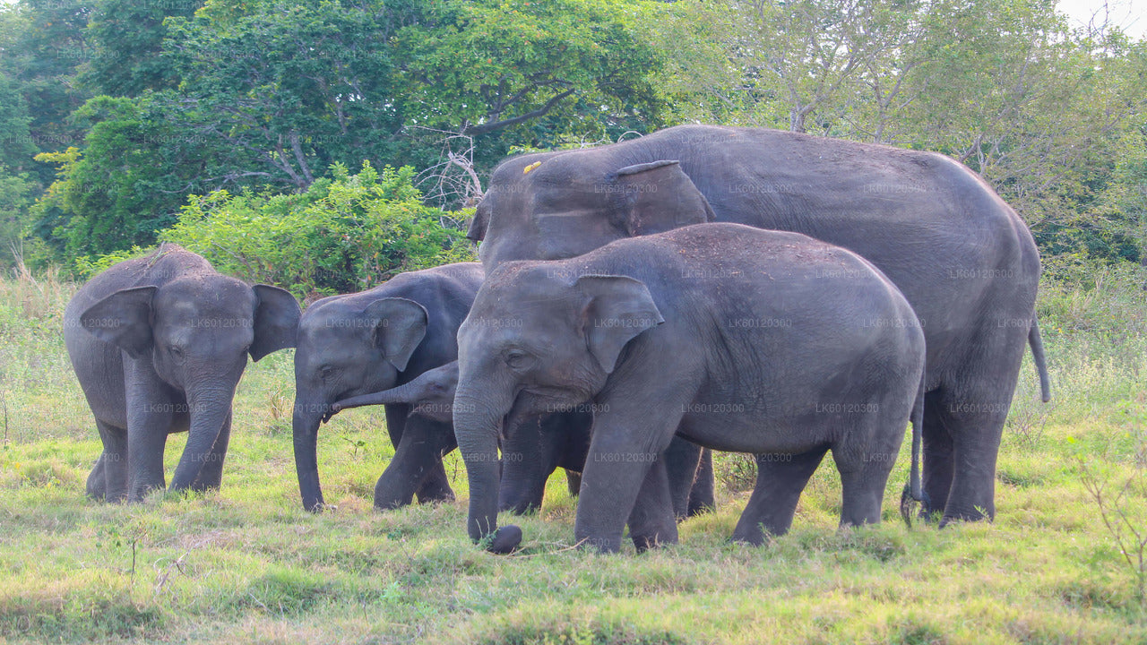 Sigiriya Rock and Wild Elephant Safari from Polonnaruwa