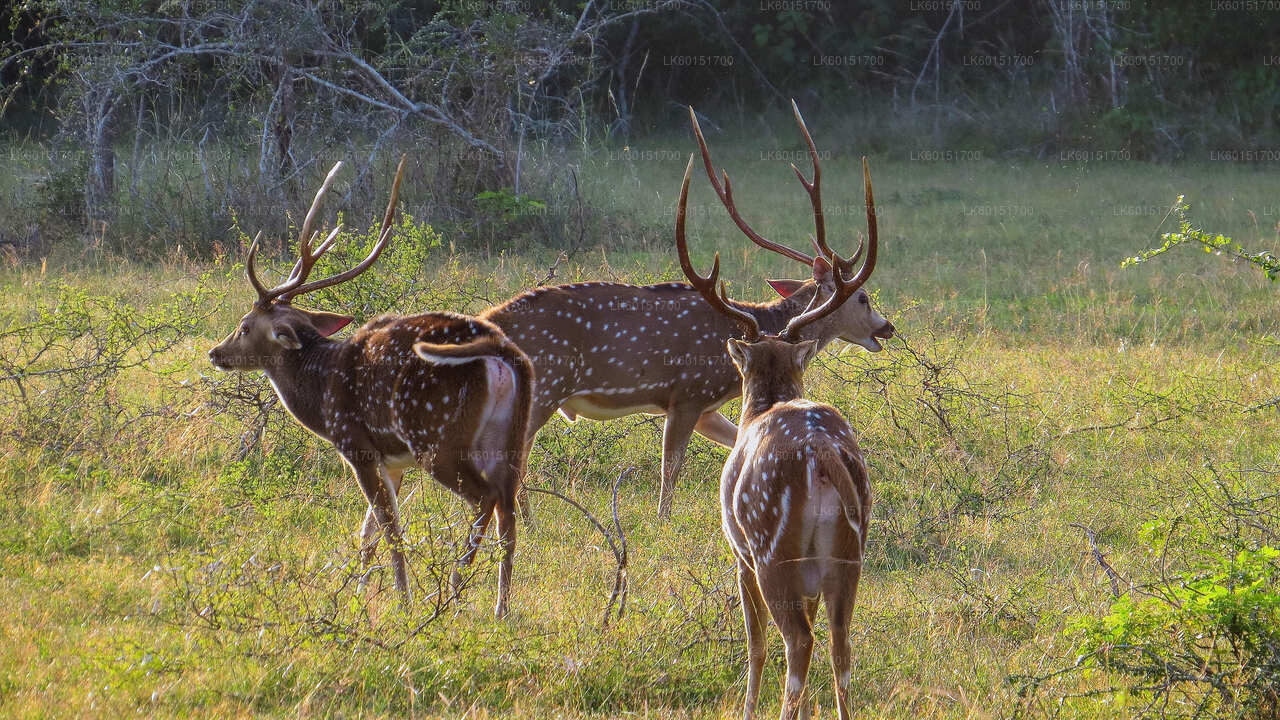 Wilpattu National Park Safari from Kalpitiya
