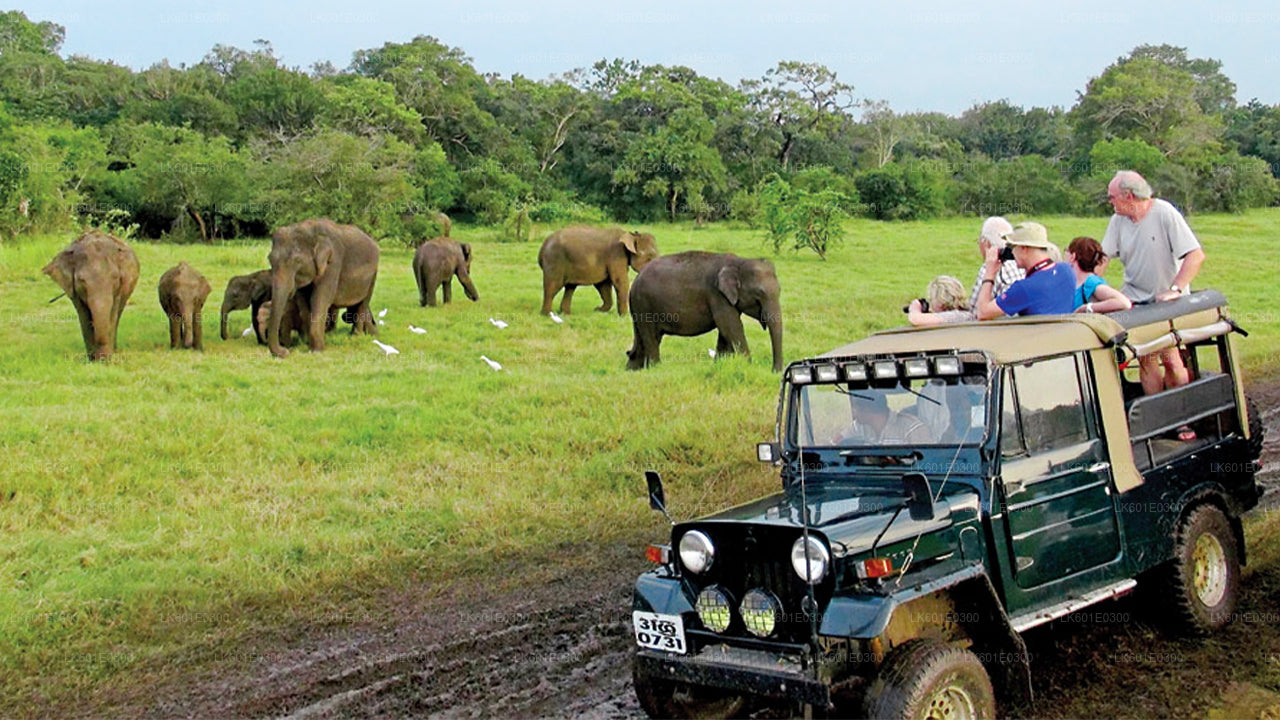 Bundala National Park Safari from Koggala