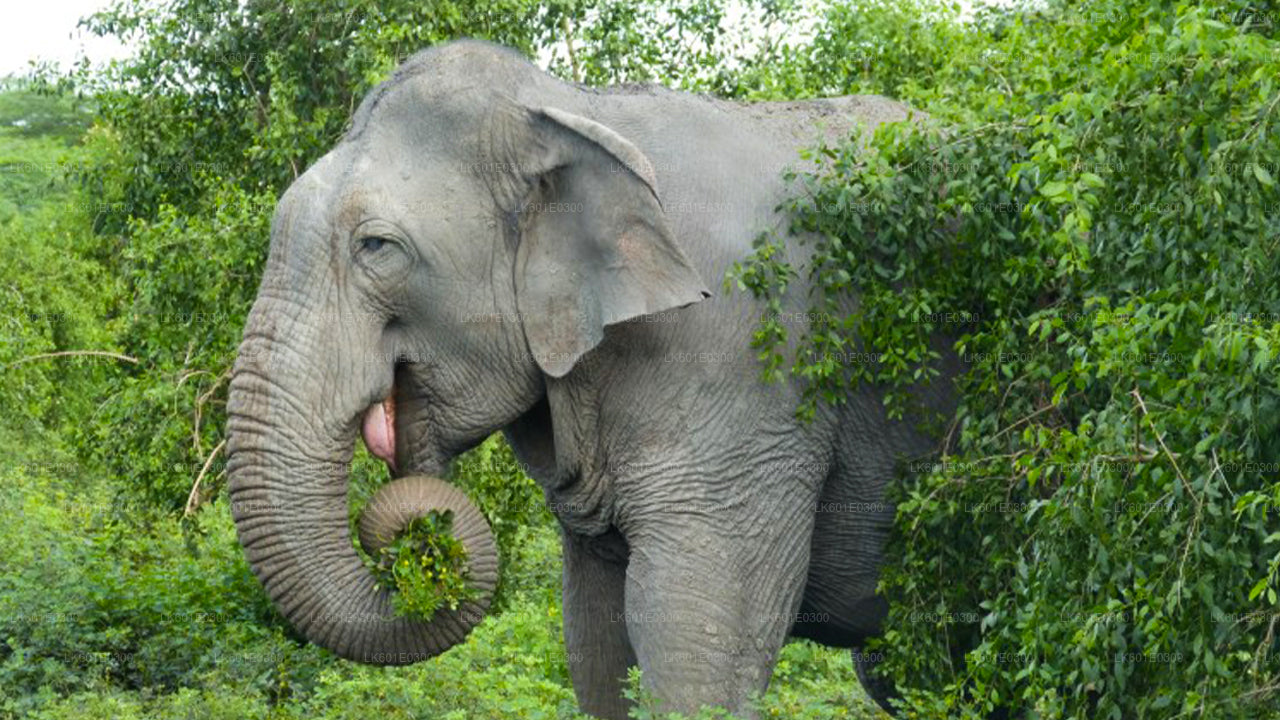 Bundala National Park Safari from Koggala