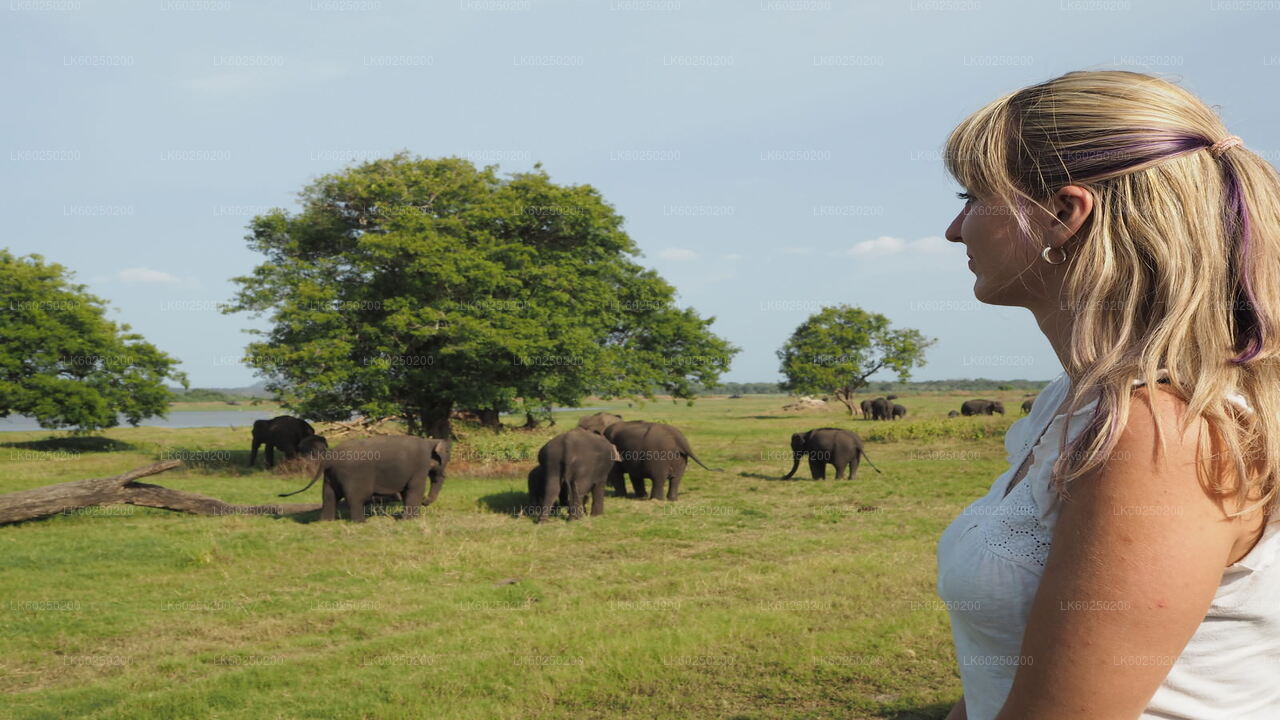 Sigiriya Rock and Wild Elephant Safari from Pasikuda