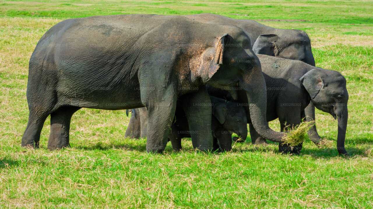 Udawalawe National Park Safari from Hambantota