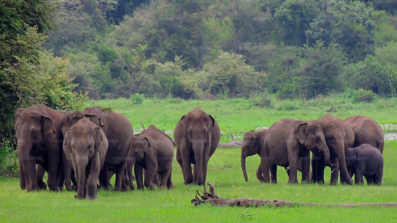Udawalawe National Park Safari from Hambantota