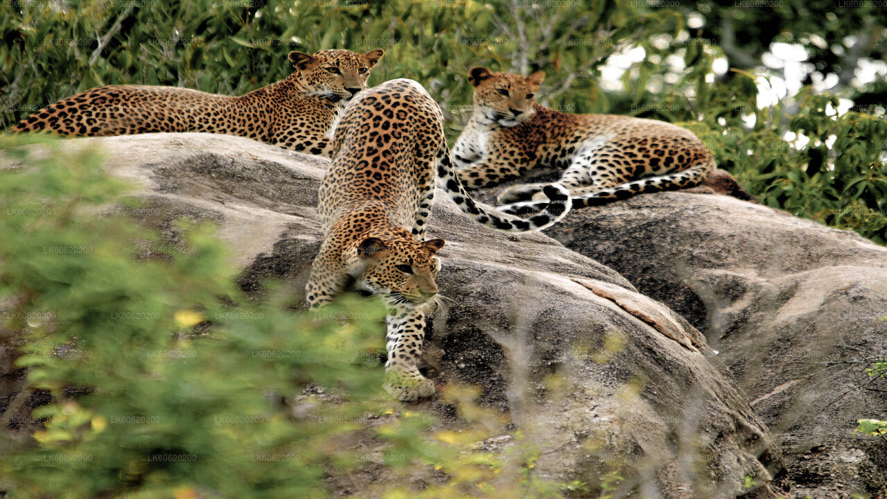 Yala National Park Safari from Talpe