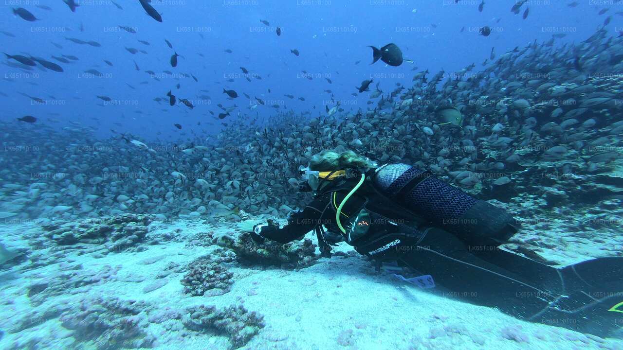 Scuba Diving from Hikkaduwa