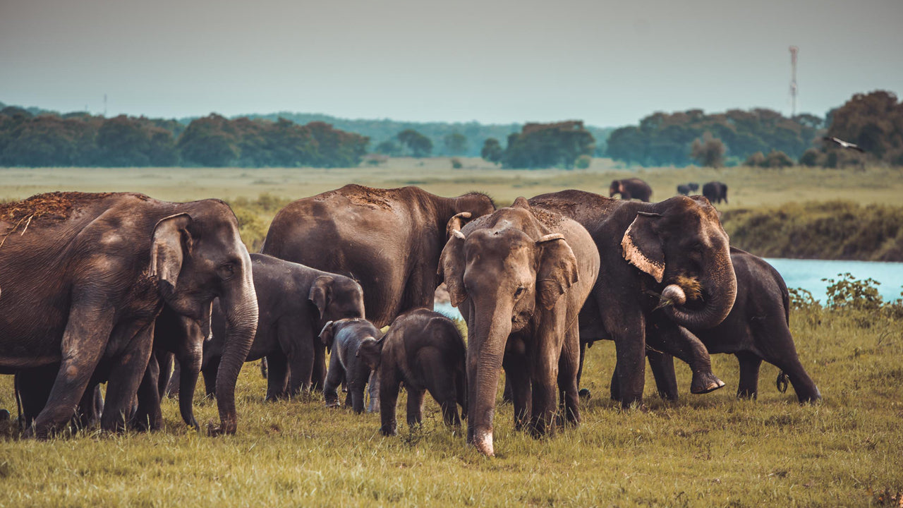 Kaudulla National Park Entrance Tickets