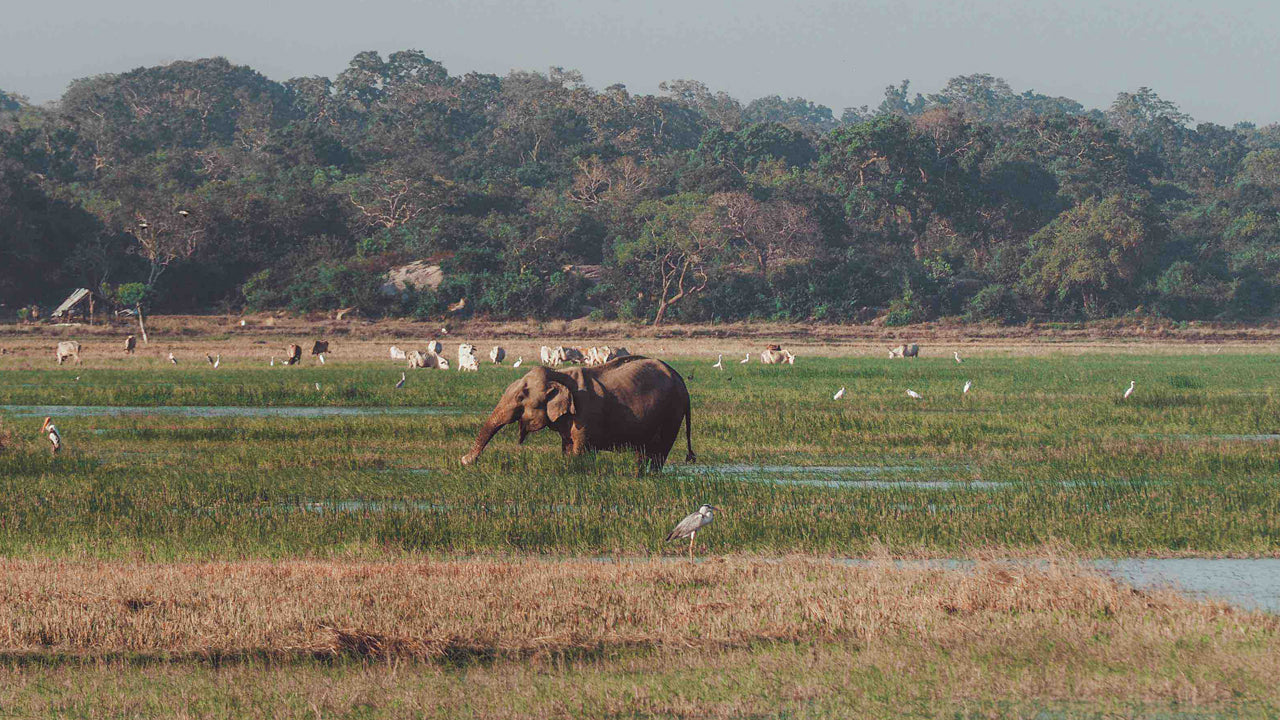 Kumana National Park Entrance Tickets