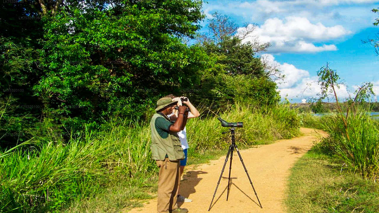 Birdwatching from Habarana