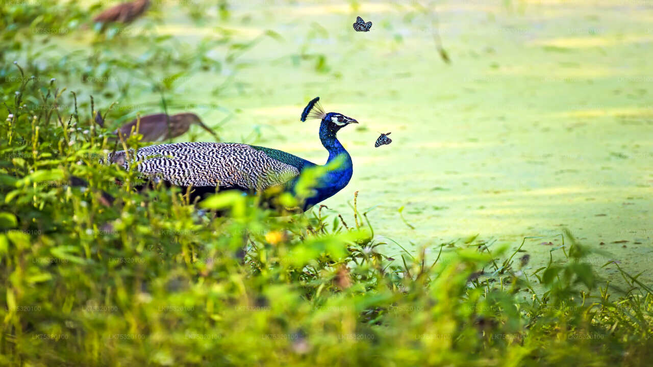 Birdwatching from Habarana