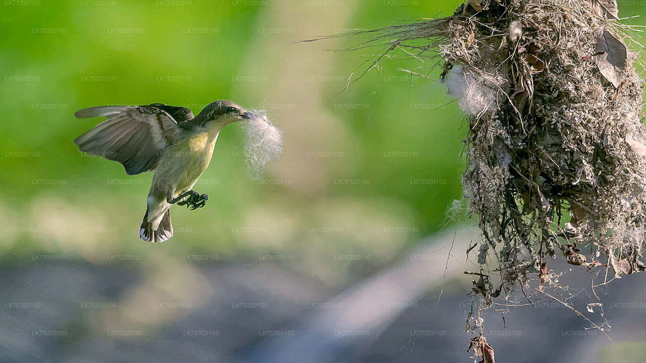 Birdwatching from Habarana