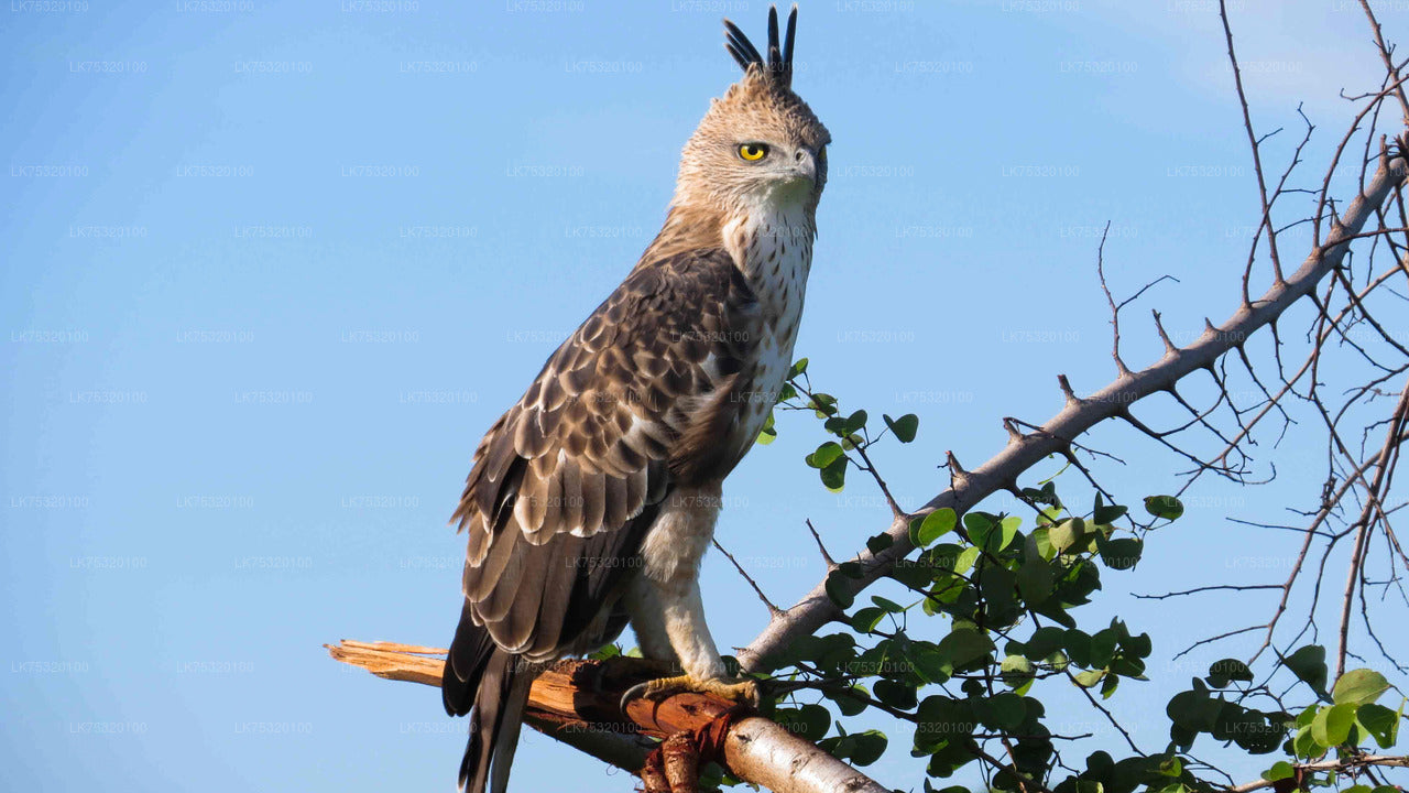 Birdwatching from Habarana