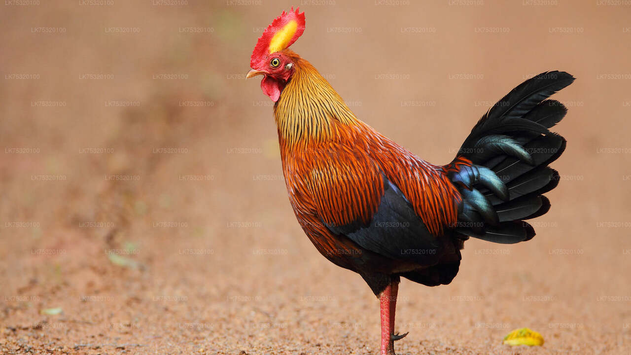 Birdwatching from Habarana