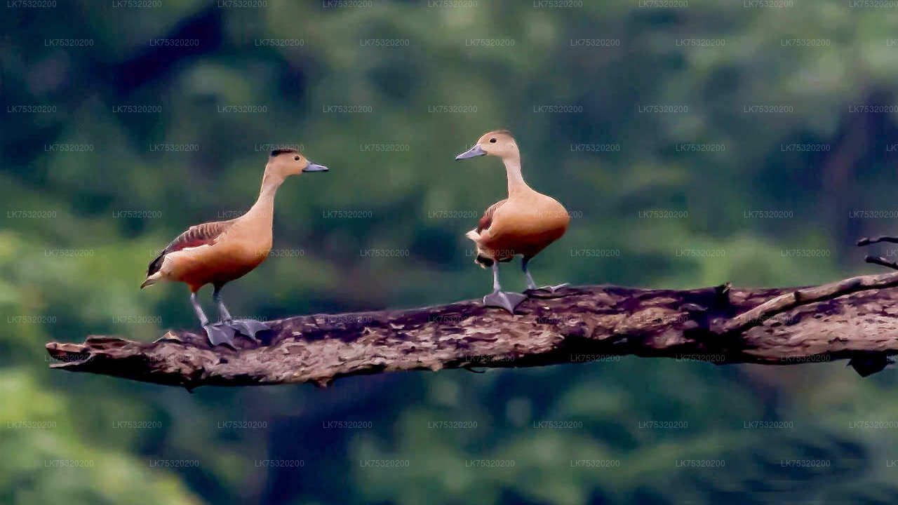 Birdwatching at Ritigala from Habarana