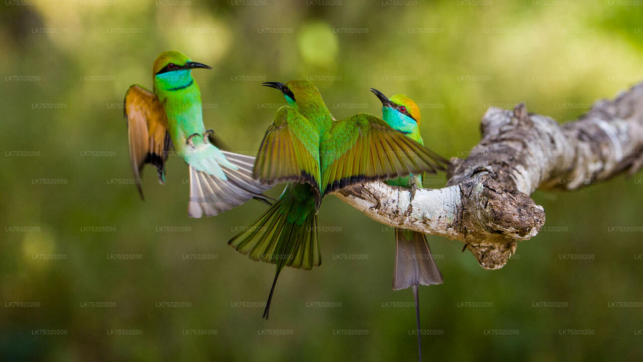 Birdwatching at Ritigala from Habarana