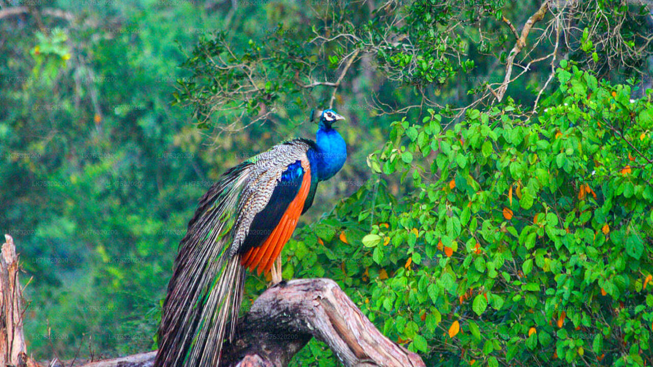 Birdwatching at Ritigala from Habarana