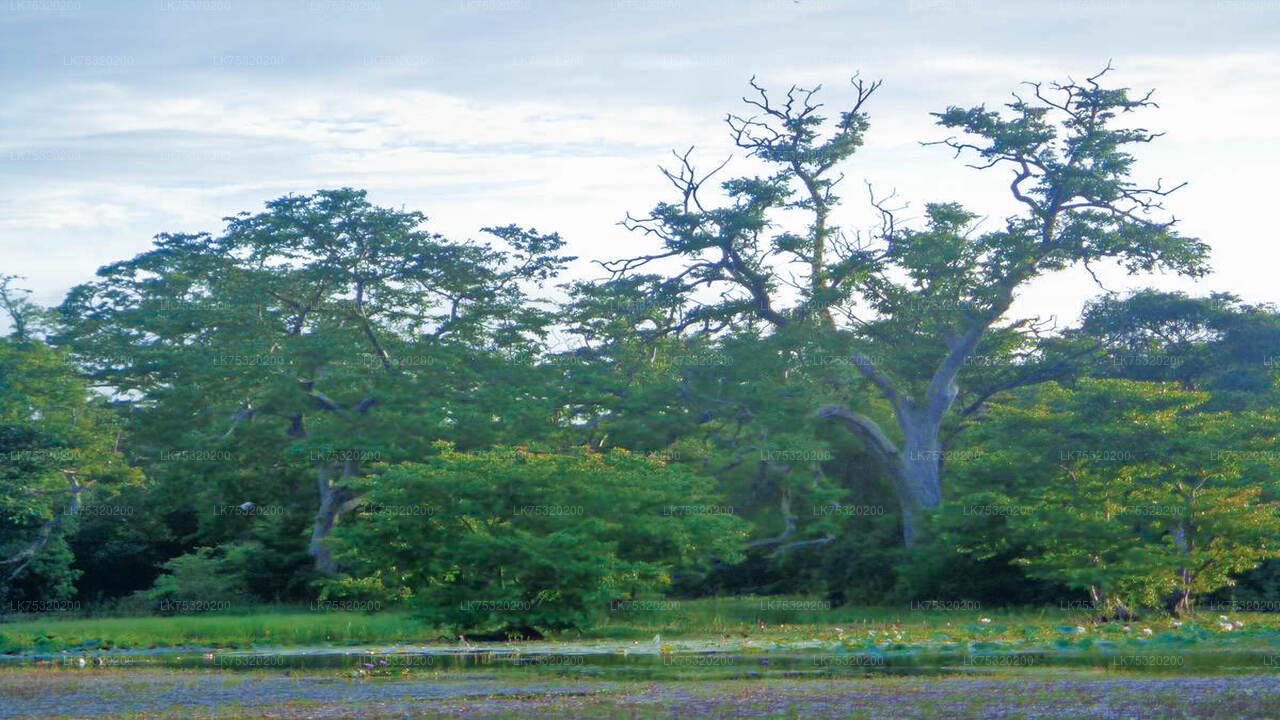 Birdwatching at Ritigala from Habarana