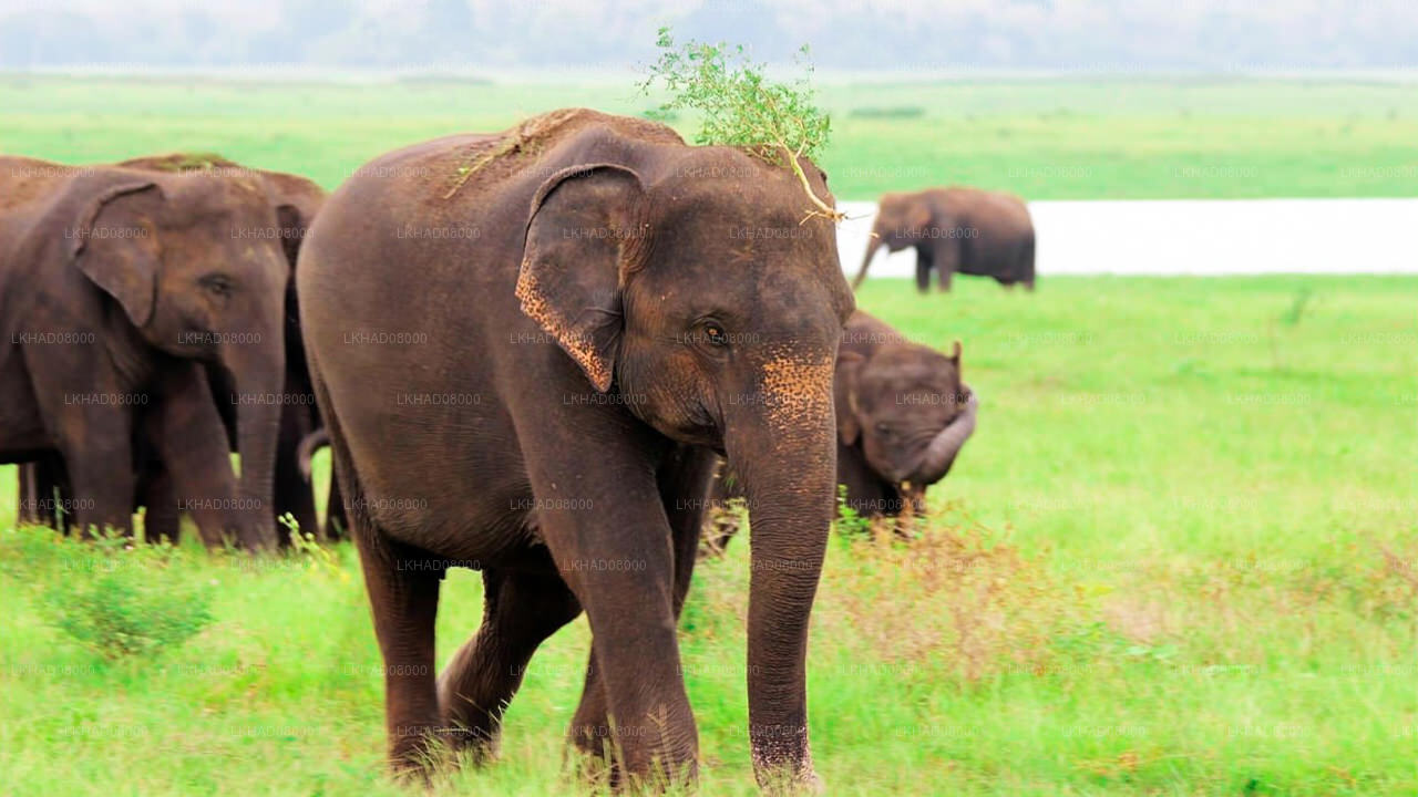 Kaudulla National Park Private Safari with Naturalist