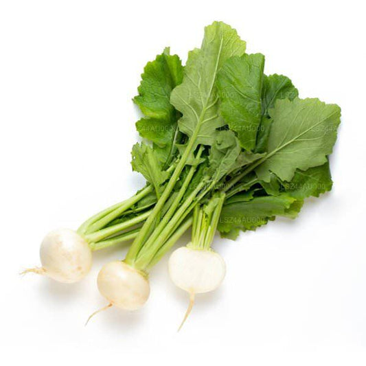 Lakpura Radish